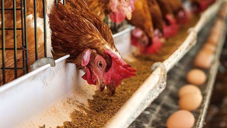 کمبود کنجاله سویا پای مرغداران را به بازار سیاه کشاند