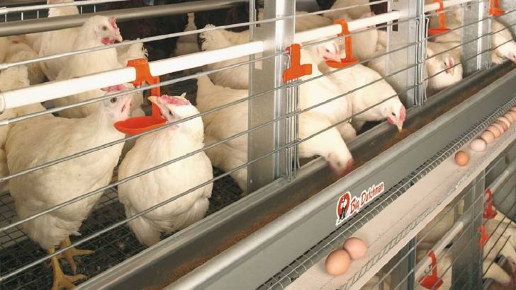 رشد ۱۲ درصدی تولید تخم مرغ در استان قزوین