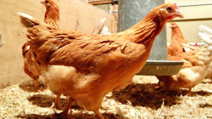 مرغ‌هایی که تخم‌ ضد سرطان می‌گذارند