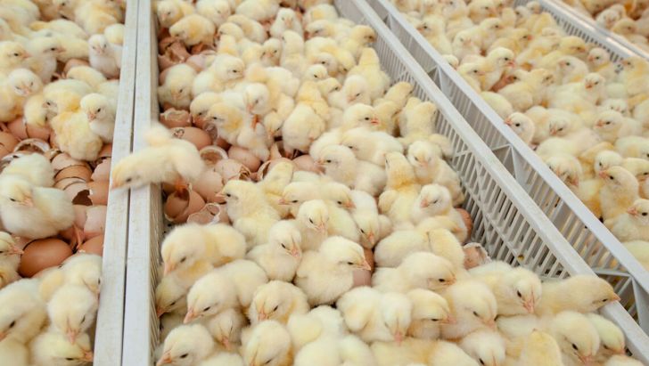 افزایش ۸ درصدی جوجه‌ریزی در مرغداری‌های کردستان