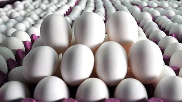  ایران جزء ۱۰ کشور اول تولیدکننده تخم مرغ در دنیا