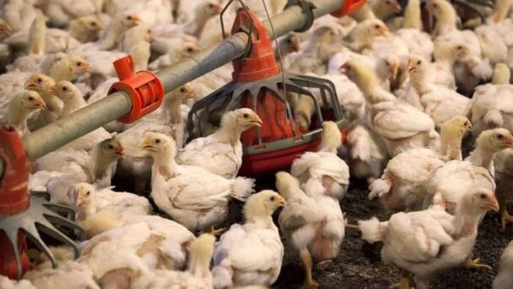 رشد ادامه‌دار جوجه‌ریزی در همدان