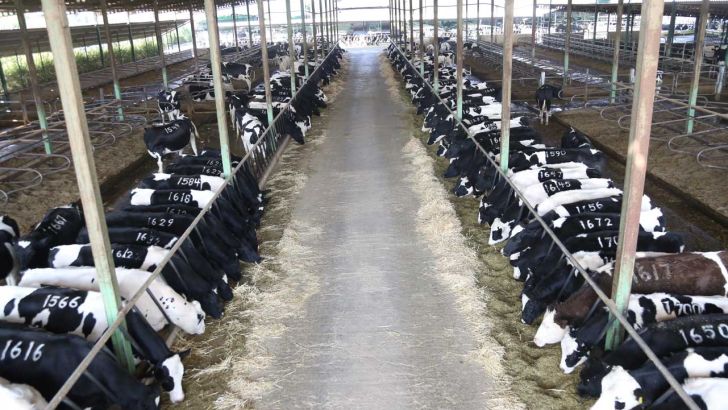 افزایش ضریب نفوذ دانش در دامپروری‌ها با انجام فعالیت‌های ترویجی