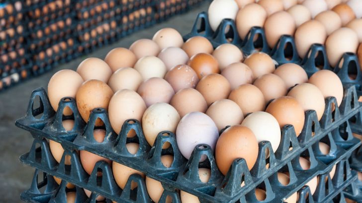 صادرات 130 هزار تن تخم‌ مرغ برای نخستین بار در کشور