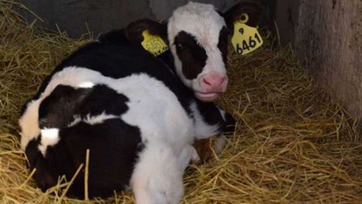 جمعیت دام پروار گوساله به ۱۵۰ هزار راس رسید