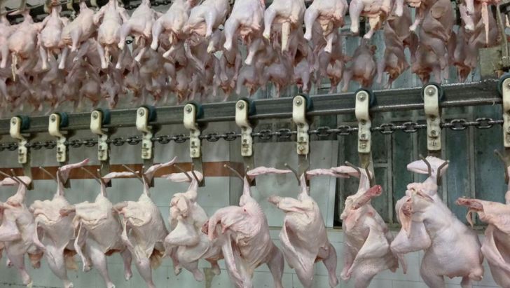 صادرات مرغ بیش از ۶۰۰ میلیون دلار ارزآوری دارد