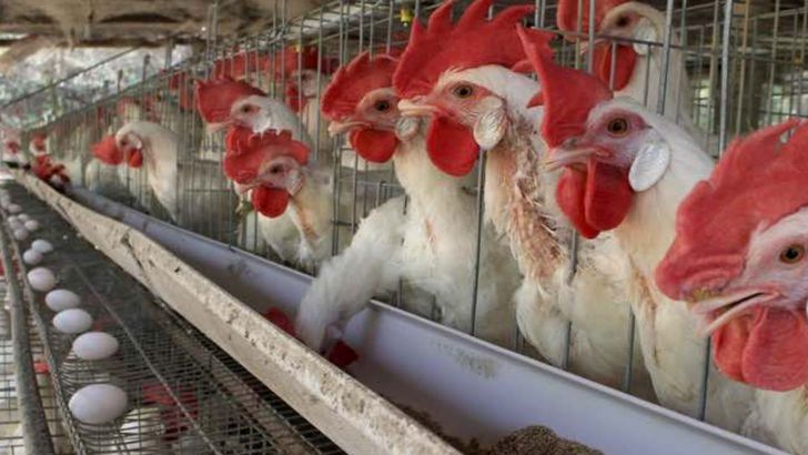 حدود ۳۳۹ هزار قطعه مرغ زنده از مرز دوغارون به افغانستان صادر شد