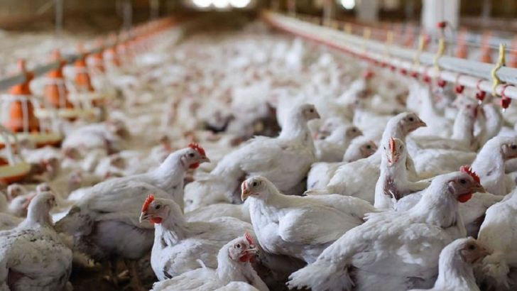 تولید ۸۰ هزار تن مرغ در قزوین