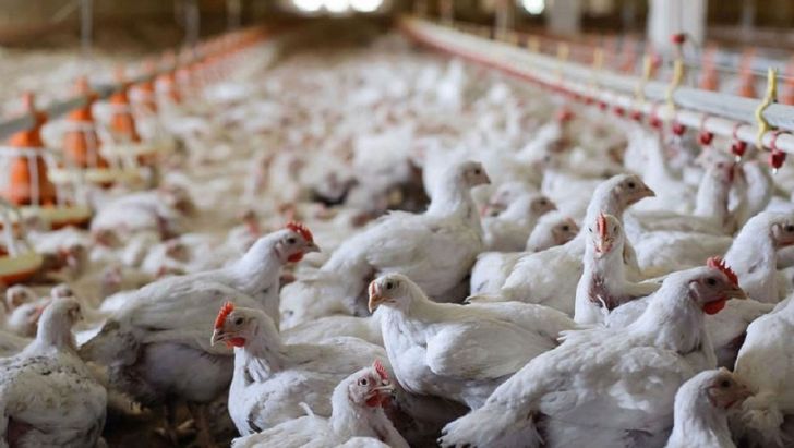 رتبه اول گیلان در تولید مرغ اجداد کشور