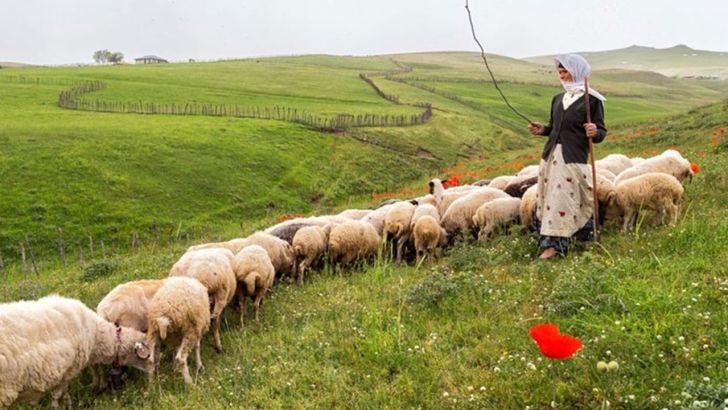 خطر هجوم دامداران غیرمجاز به مراتع مازندران