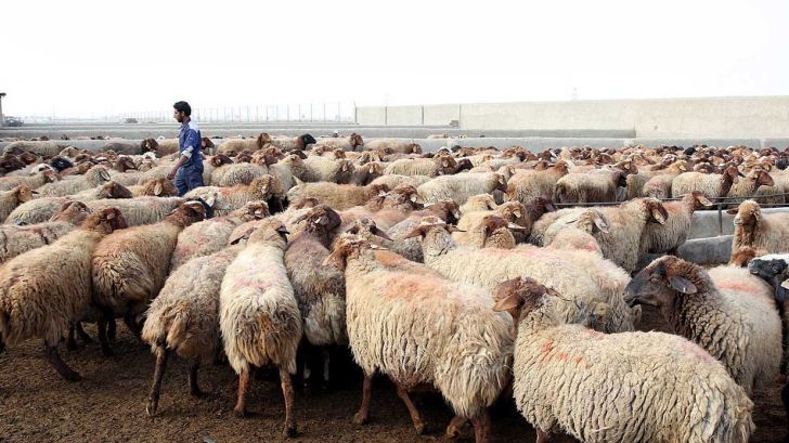 اجرای طرح تولید قراردادی با هدف خودکفایی گوشت قرمز