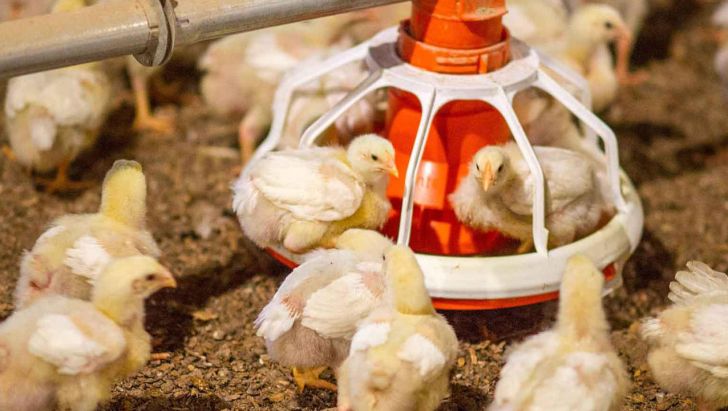 صادرات مرغ افزایش می‌یابد