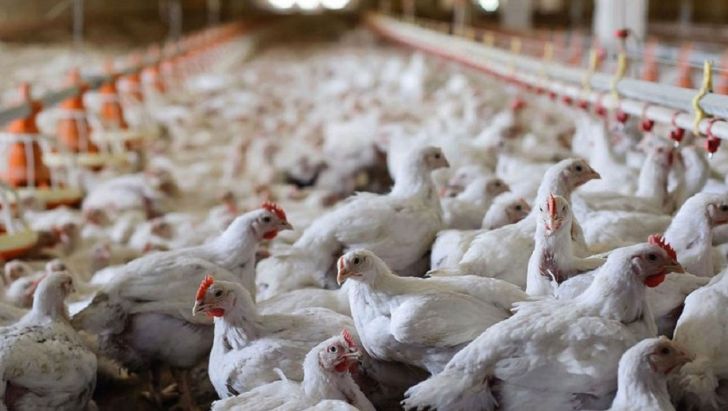 صادرات مرغ توسط اتحادیه مرغداران فارس آغاز شد