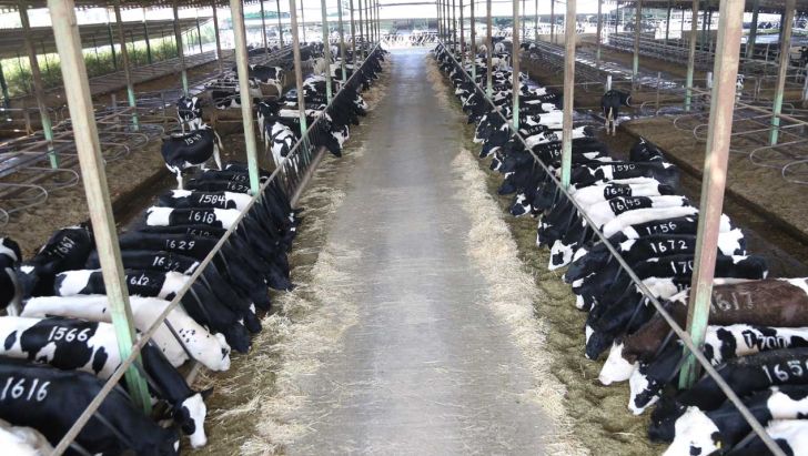 احیای واحدهای دامپروری راکد مازندران نیازمند ۱۰ هزار میلیارد ریال اعتبار است