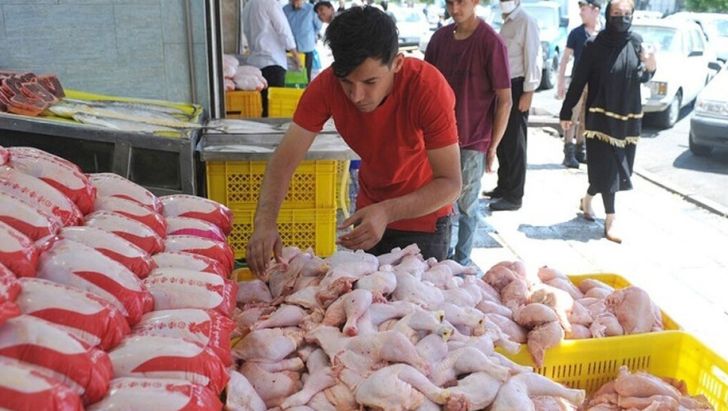 تولید مرغ سایز راهکاری برای رونق صادرات