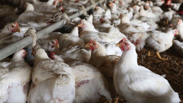 آغاز صادرات گوشت مرغ لرستان به عراق