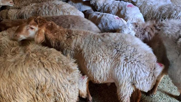 عرضه دام در میادین ۷۰ درصد افزایش یافت