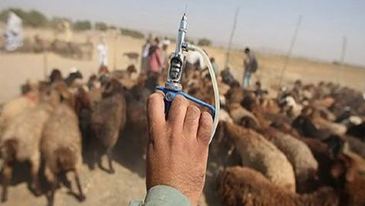 تأمین ۳ میلیون واکسن رایگان برای ریشه‌کنی طاعون نشخوارکنندگان