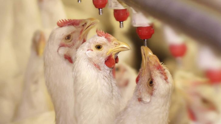 تولید مرغ افزایش یافت