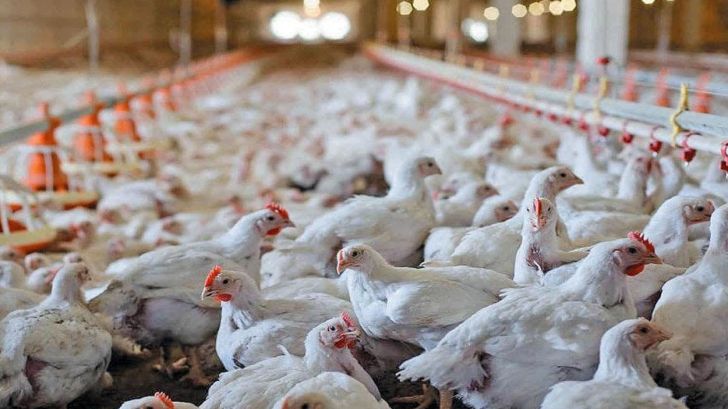 رشد ۱۷.۵ درصدی جوجه‌ریزی در گیلان