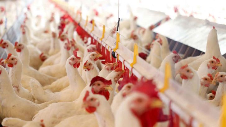 تورم ۵۷ درصدی برای تولیدکنندگان مرغداری