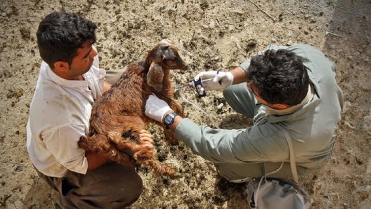 دامداران زنجانی در ایمن سازی دام‌ها همکاری کنند