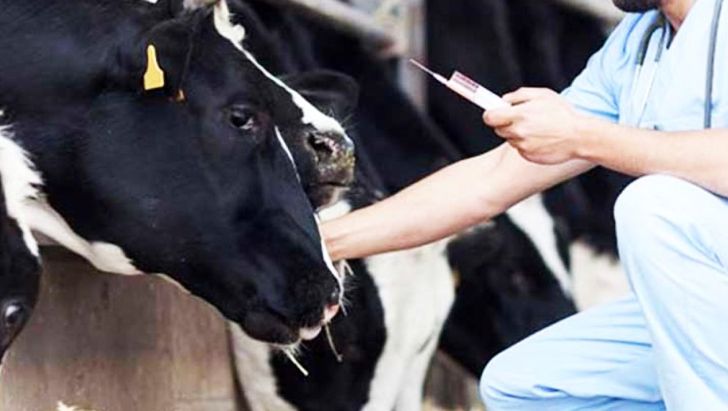 دامداران ‌مقابله‌ با بیماری «تب سه روزه» را جدی بگیرند