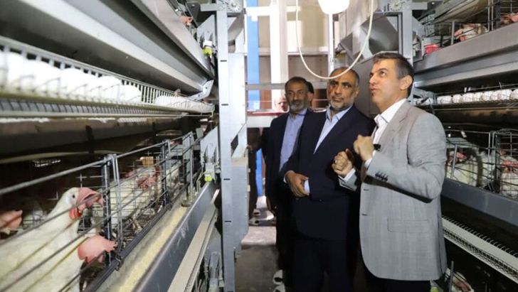 حلقه‌های زنجیره صنعت مرغ بازسازی شد