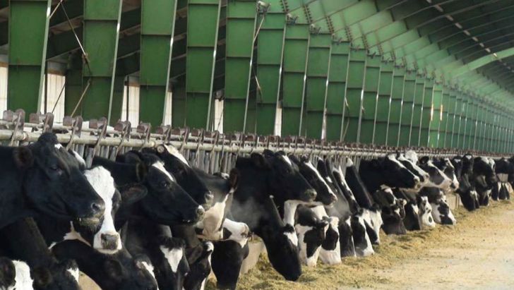 صدور مجوز واردات دام و احیای دامپروری‌ها در شمال سیستان و بلوچستان