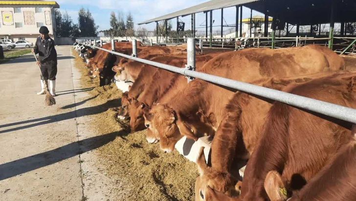 آموزش دامداران اولویت جهادکشاورزی گلستان است