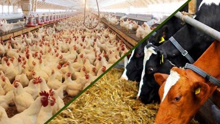 احیا همه واحدهای راکد مرغداری تا تولید قراردادی دام برای نخستین‌بار در گلستان