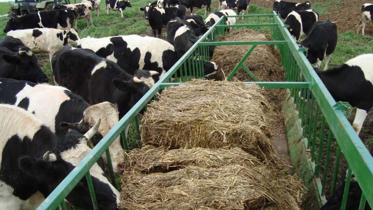 واحدهای راکد دامپروری ایلام فعال شوند