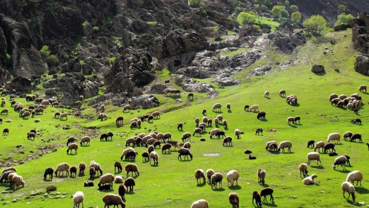 ۳ میلیون راس دام تا پایان تابستان عرضه می‌شود