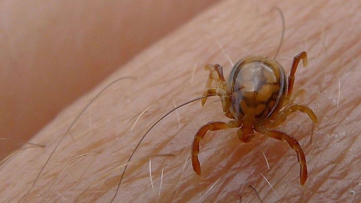 کاهش ۴۰ درصدی شیوع تب کریمه کنگو نسبت به سال قبل