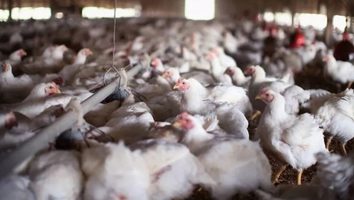 قیمت مرغ گوشتی در اردیبهشت ۳ درصد کاهش داشت