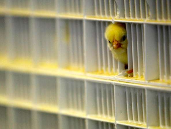 مازاد ماهانه ۱۲ میلیون قطعه جوجه یکروزه