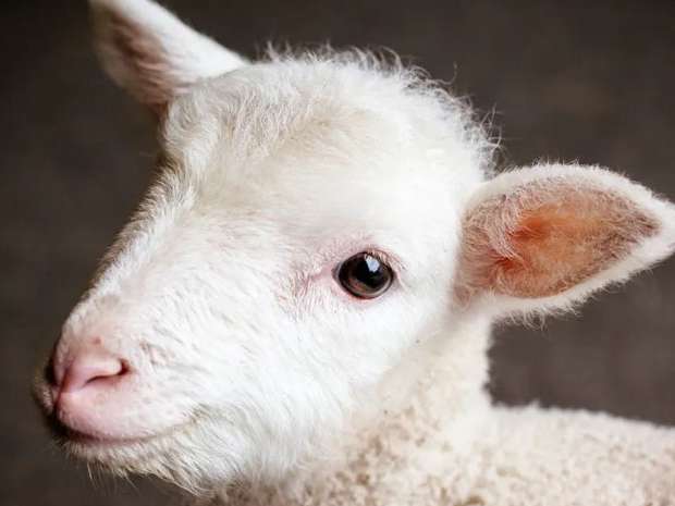 موجودی دام سبک کشور ۷۰ میلیون راس اعلام شد