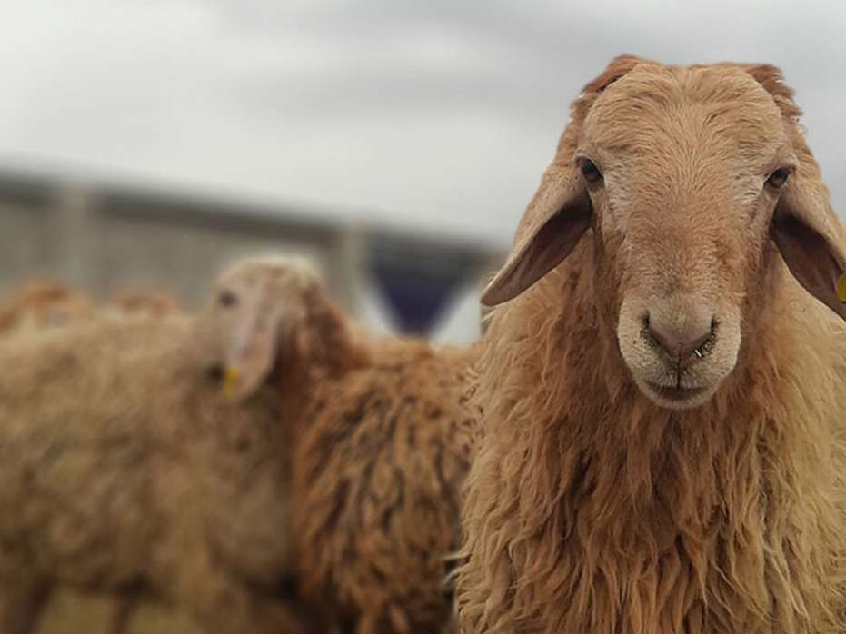اصلاح نژاد دام‌هاموضوع طرح تحقیقاتی پسادکتری شد