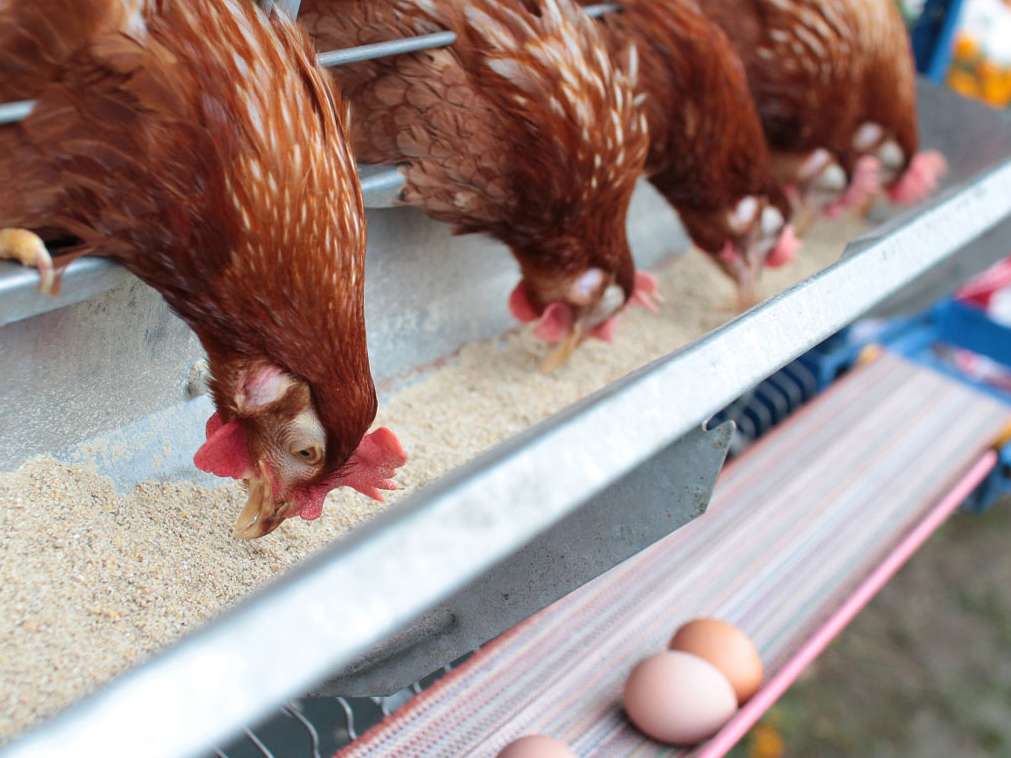 رایزنی با روسیه برای صادرات تخم مرغ