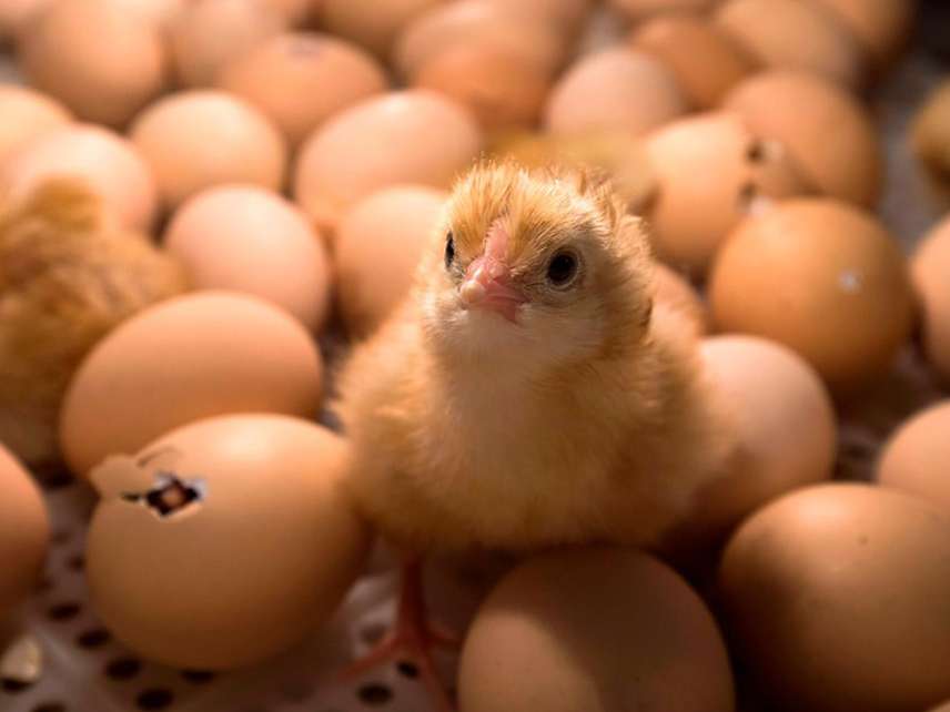 تخم‌مرغ نطفه‌دار و بیشترین تورم نقطه‌به‌نقطه در مرغداری‌ها