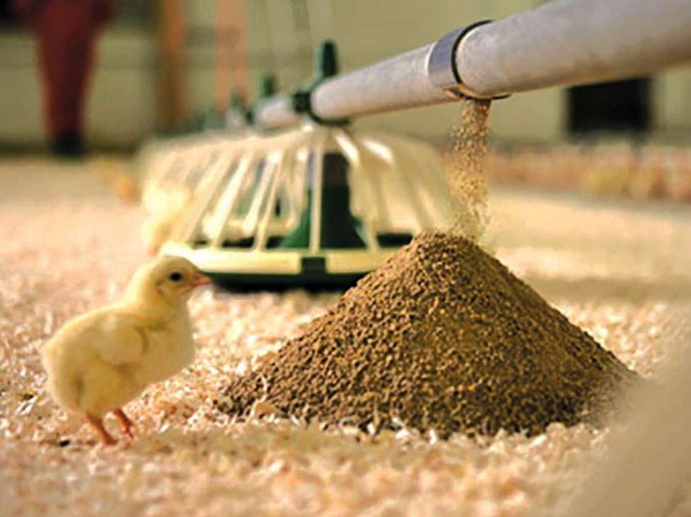 ذخایر نهاده‌های دامی جوابگوی بیش از ۴ ماه نیاز کشور است