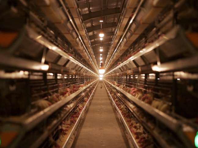 پیشنهاد مدیران زنجیره شرکت دام و طیور کوروش برای مشارکت  برد- برد