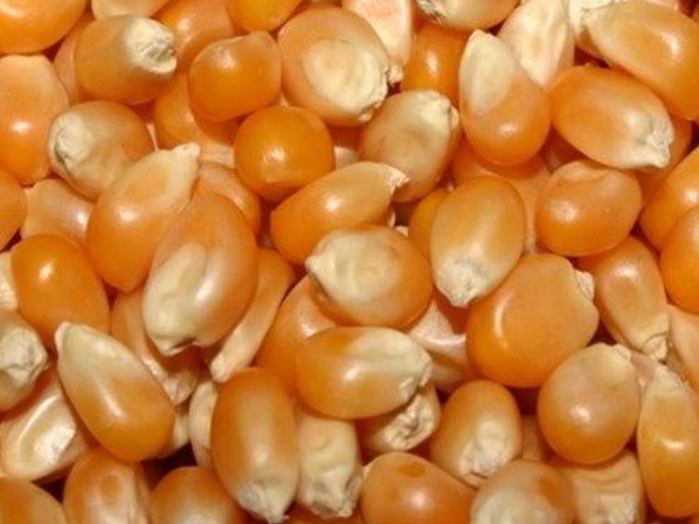 ذرت بالاترین سهم واردات نهاده‌های دامی را دارد