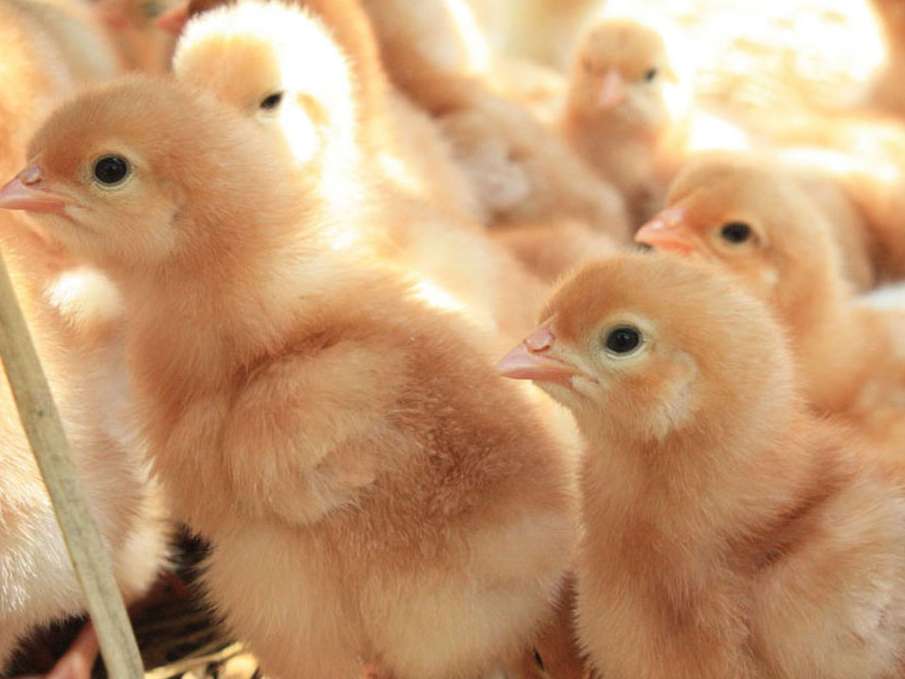 افزایش صادرات جوجه یک روزه از مرز دوغارون ایران به افغانستان