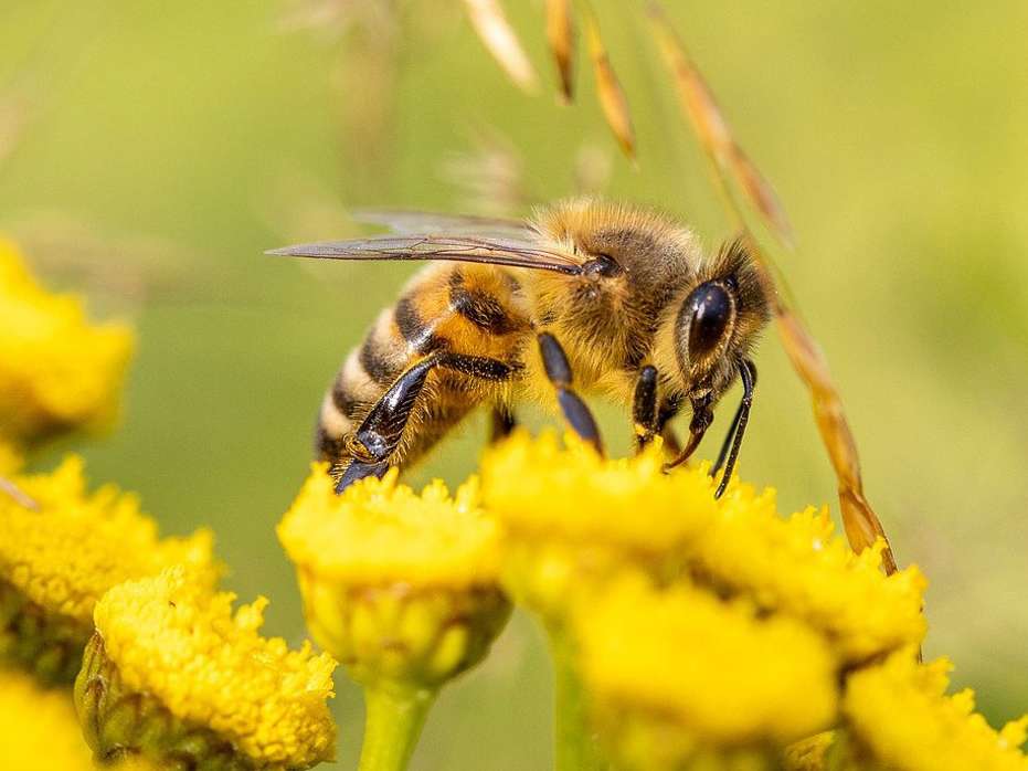 فعالیت زنبورداری از تولید تک محصولی خارج شد