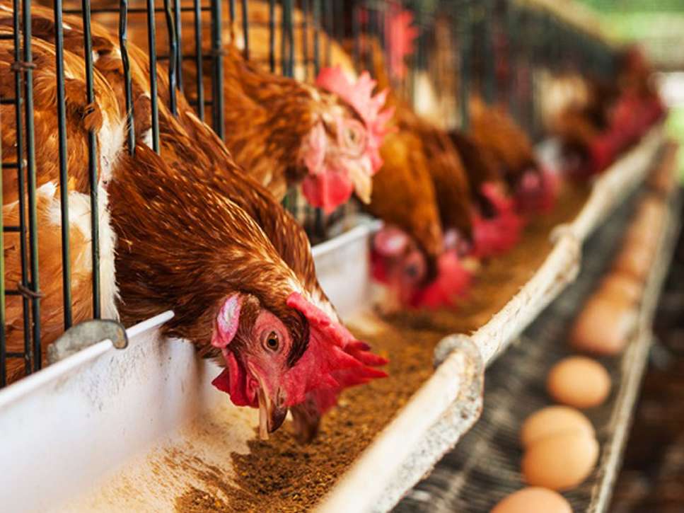 صدور نخستین محموله تخم مرغ به سودان