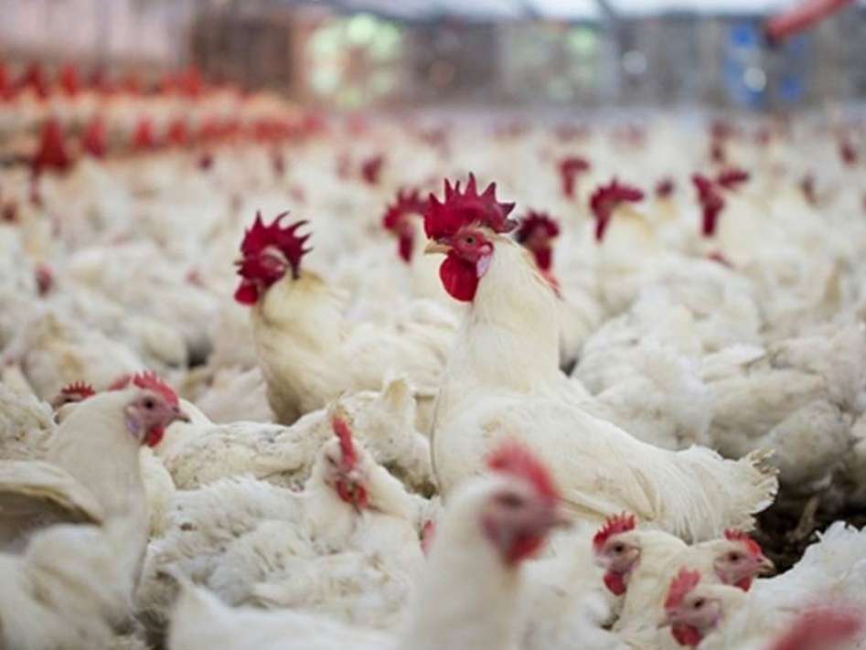 تثبیت و پایداری تولید مرغ کشور تا پایان سال