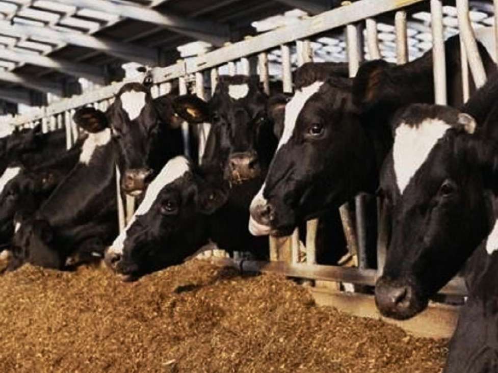 بخشنامه حریم بین واحدهای تولیدکننده دام و طیور اصلاح شد