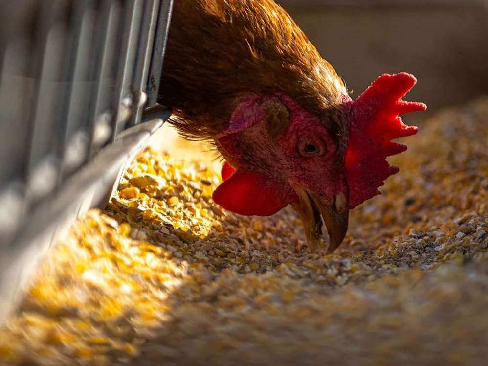 بتائین طبیعی – یک مکمل مقوی در مرغداری