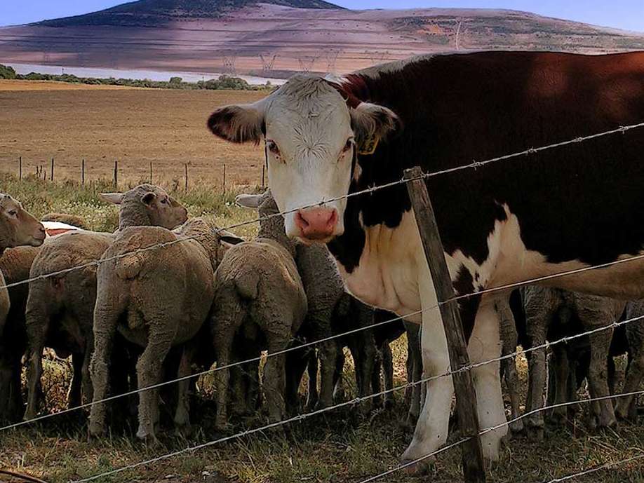 افت قیمت دام زنده